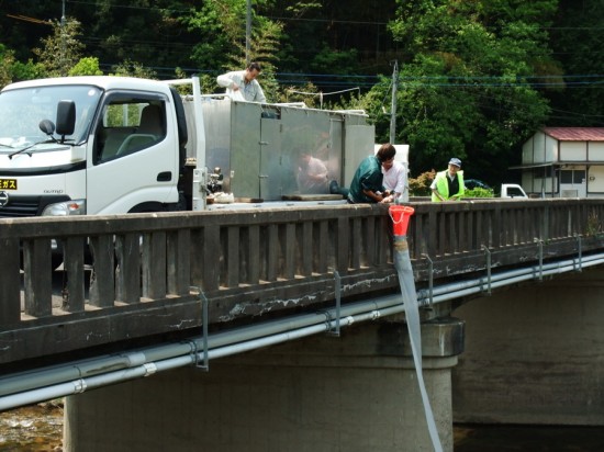 あゆ稚魚の河川放流No02